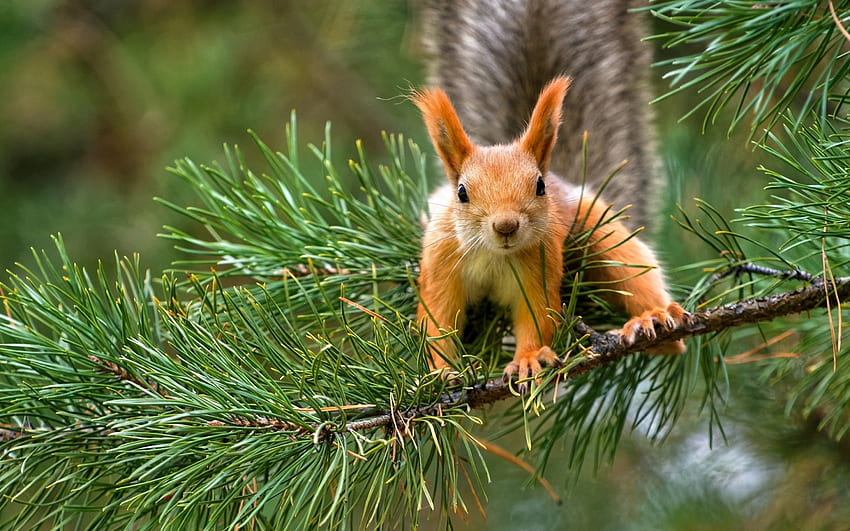 Squirrel, animal, pine, green, red, needles, cute, veverita HD wallpaper