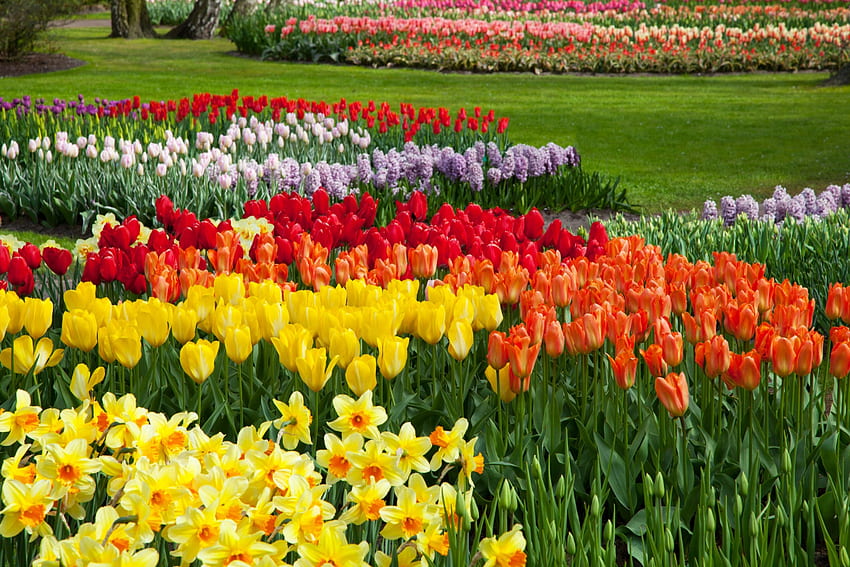 Colourful flower beds, Daffodil, Petal, Blossoms, Keukenhof Gardens, Blooms, Tulip, Garden, Green, Spring, Flora HD wallpaper