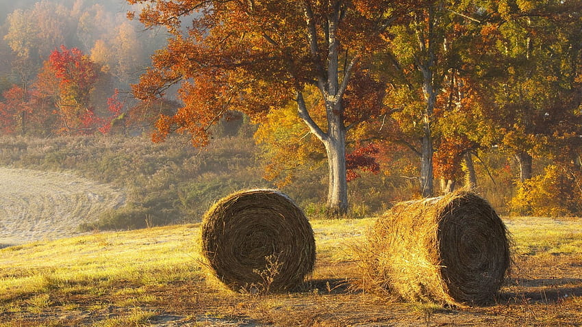 naturaleza, otoño, campo, heno, agricultura, fardos fondo de pantalla