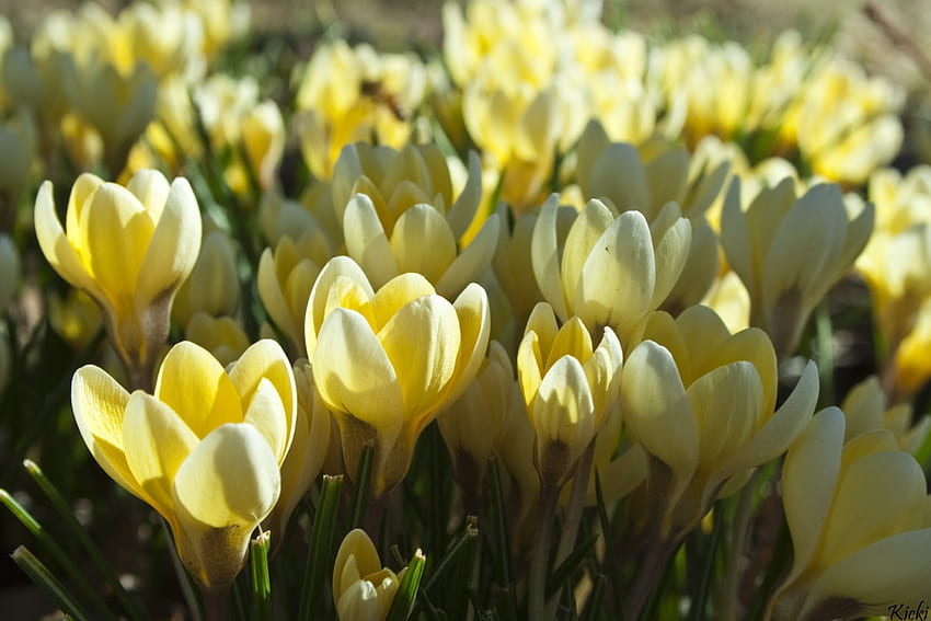Żółty krokus, krokus, wiosna, kolor żółty, kwiat Tapeta HD