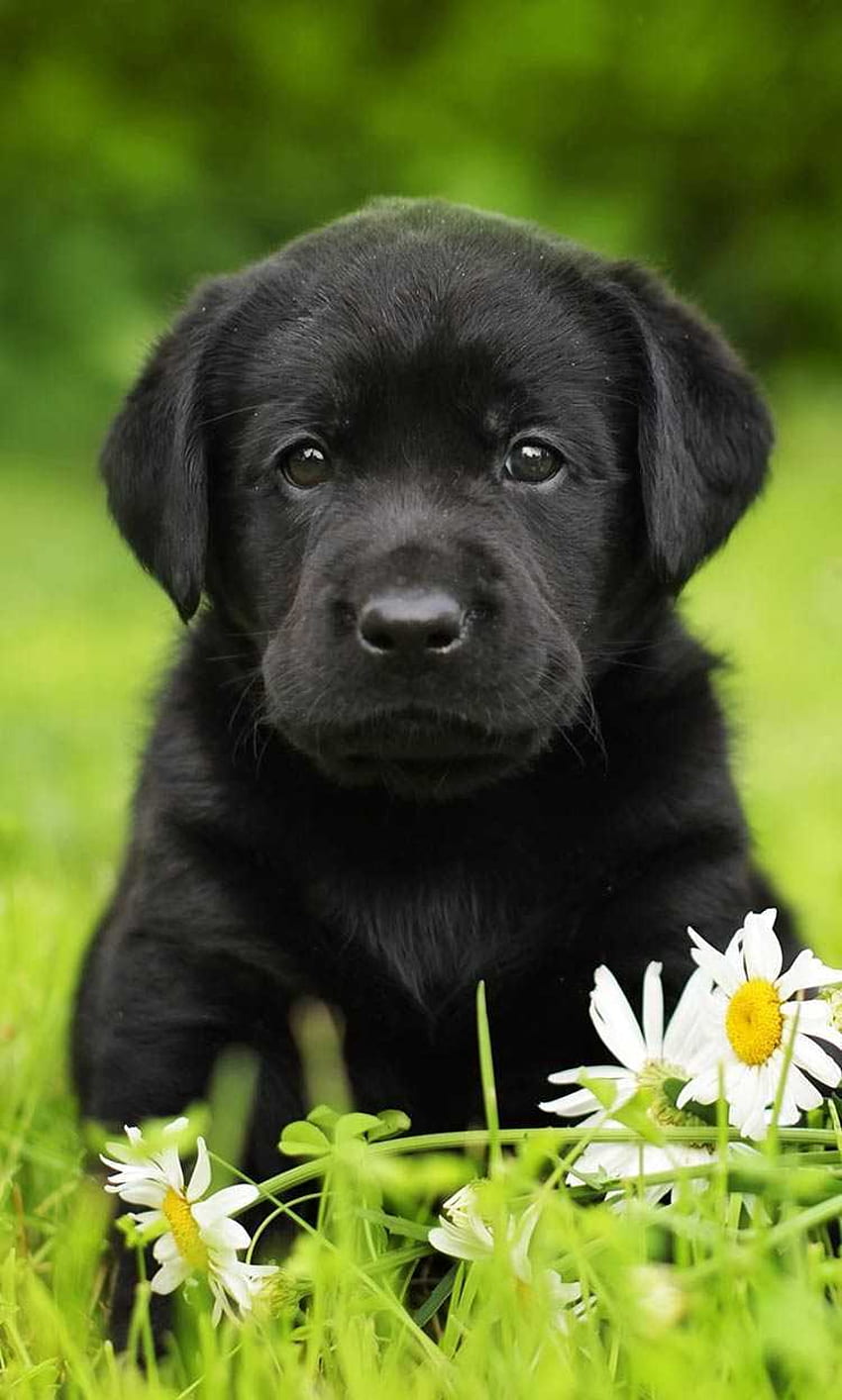 Black Lab For Computer Px - Labrador Retriever Puppy Black -, Anak Anjing Lab Hitam wallpaper ponsel HD