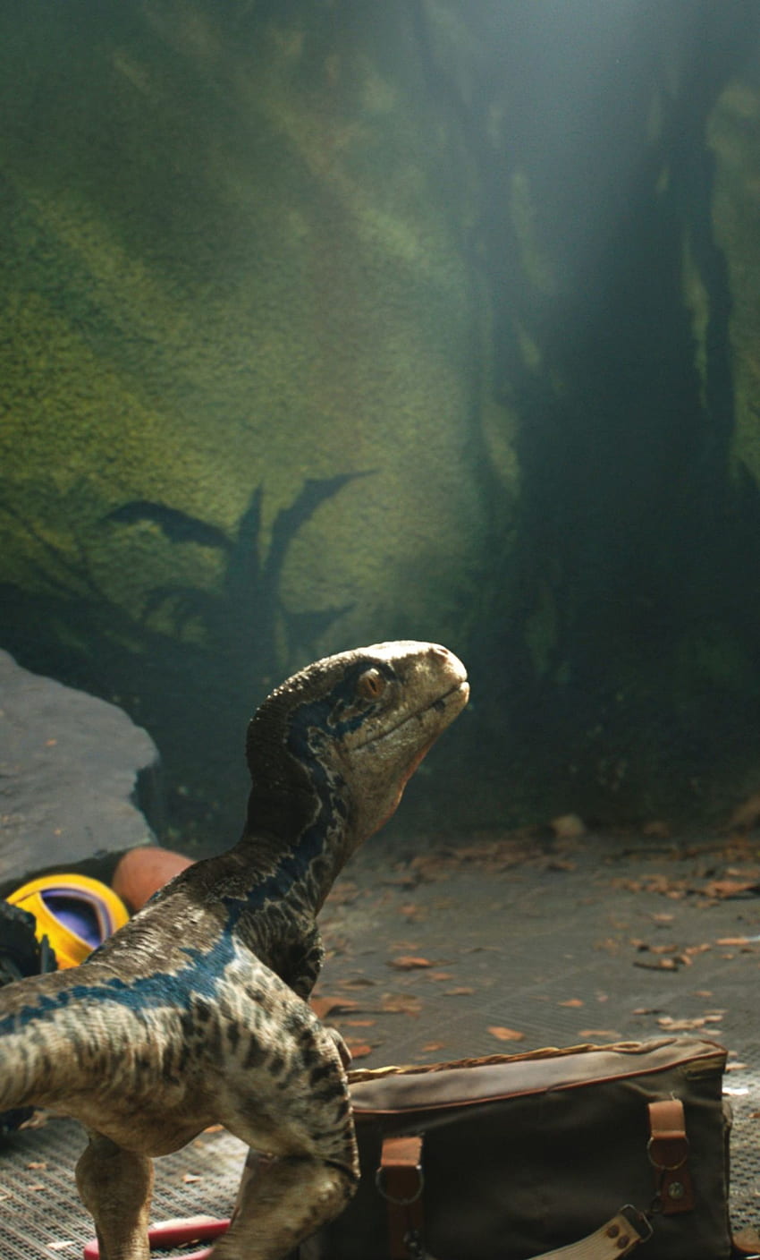 Chris Pratt i mały Raptor Jurassic World iPhone 6 plus , filmy , i tło, niebieski Raptor Tapeta na telefon HD