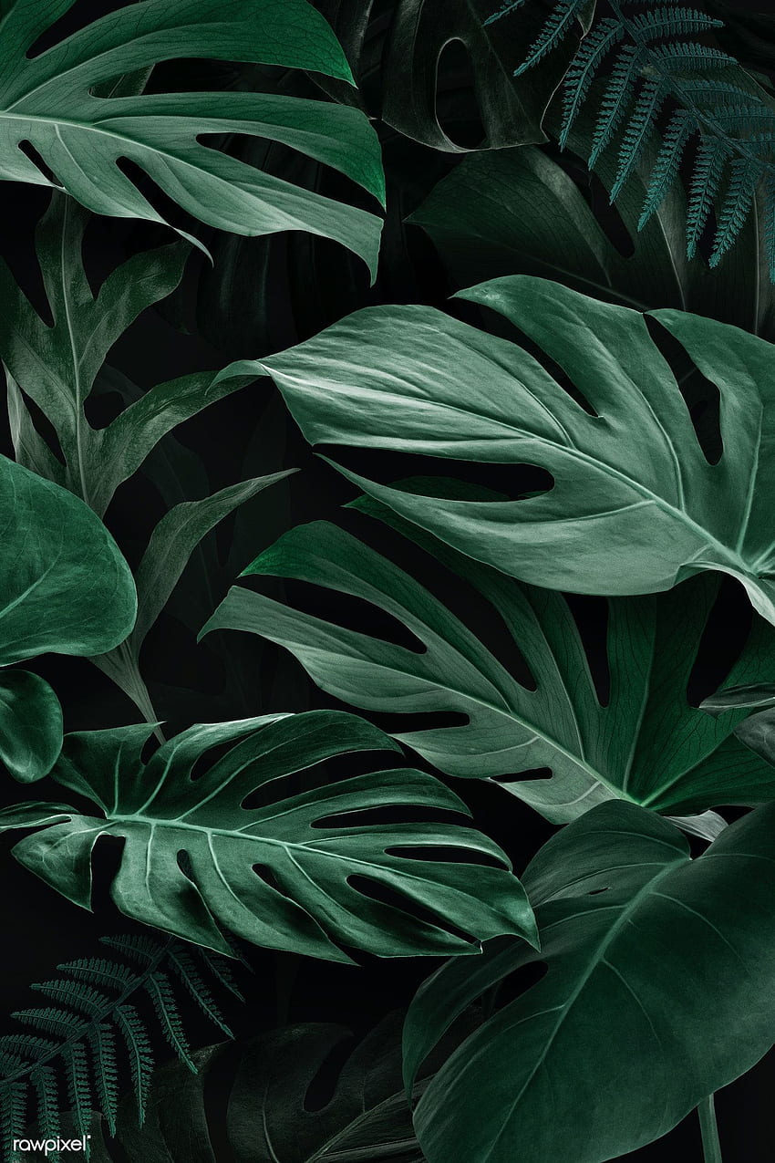 ilustración premium de Monstera Deliciosa verde natural fresca. de hoja verde, de hoja, Árboles de grafía natural fondo de pantalla del teléfono