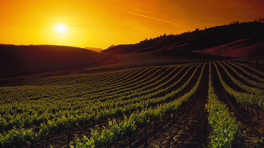 Titel Weinberge bei Sonnenuntergang, Napa Valley, Kalifornien - - HD-Hintergrundbild