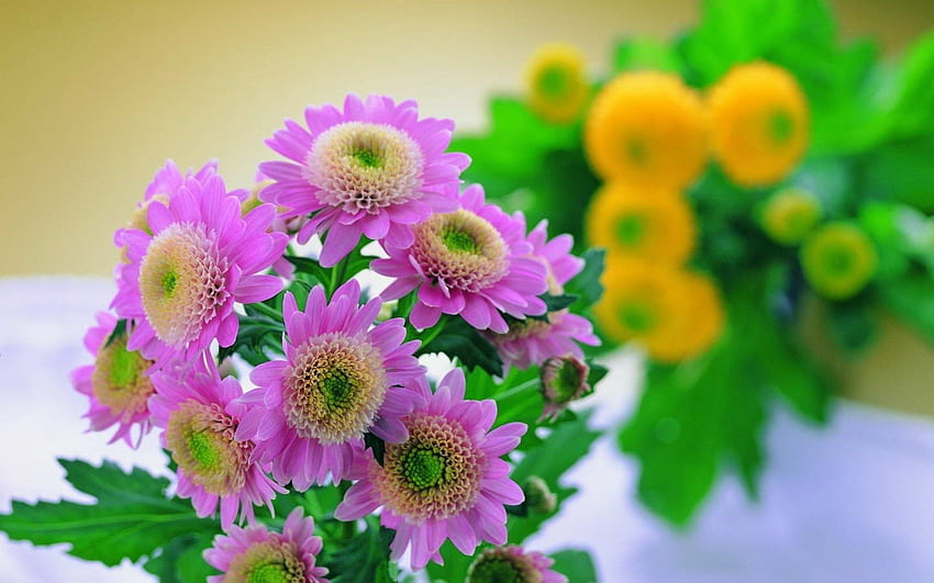 Lovely pink flowers, pink, day, flower, green, yellow, autumn, nature, chrysanthemums, leaf HD wallpaper