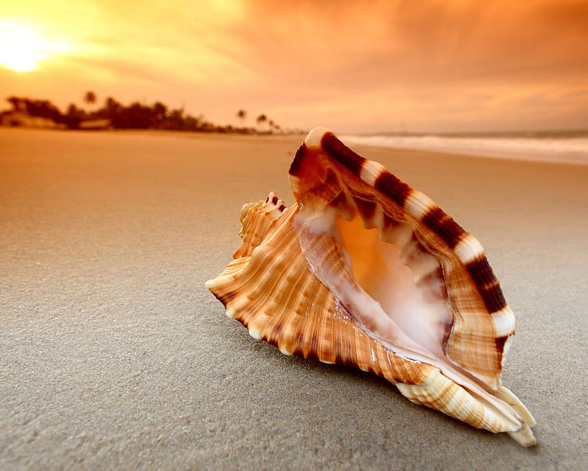 Pantai Kerang Matahari Terbenam Wallpaper HD