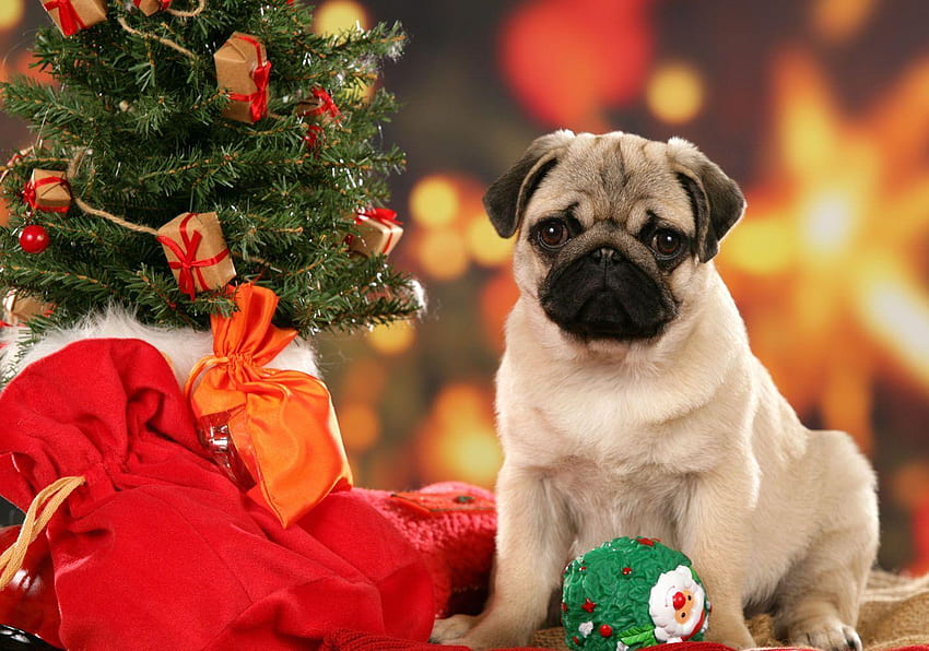 Cute Christmas Pug -, Cute Christmas Mops tła na nietoperza Tapeta HD