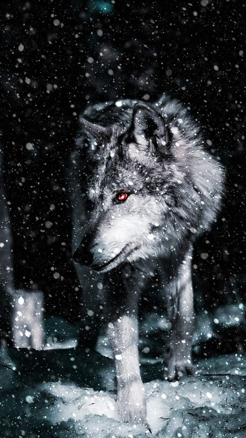 Alpha wolf furry red wolves HD phone wallpaper  Peakpx