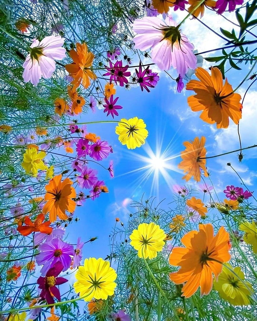 Awesome, petal, nature HD phone wallpaper