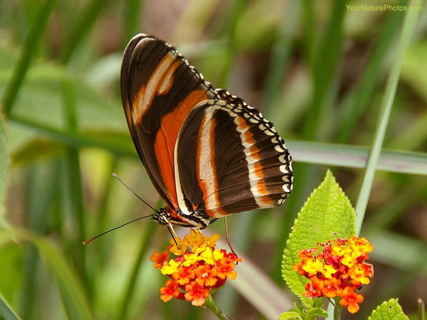 Mariposa marrón naranja, poliniza, se sienta, en, flor fondo de pantalla