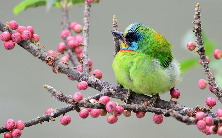 Cute bird, blue, bird, cute, berry, tree, branch, pink, green, fruit, nature HD wallpaper