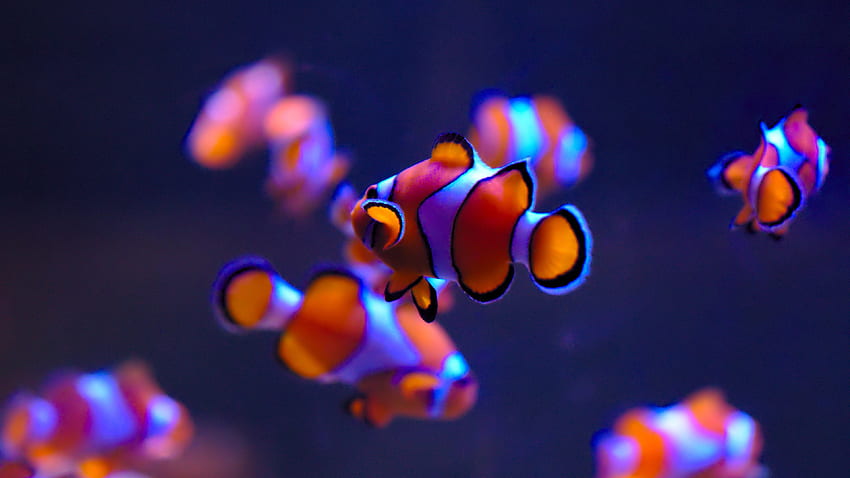 Clownfische in voller hoher Auflösung. Clownfische, Fische, Unterwasser, Schule HD-Hintergrundbild