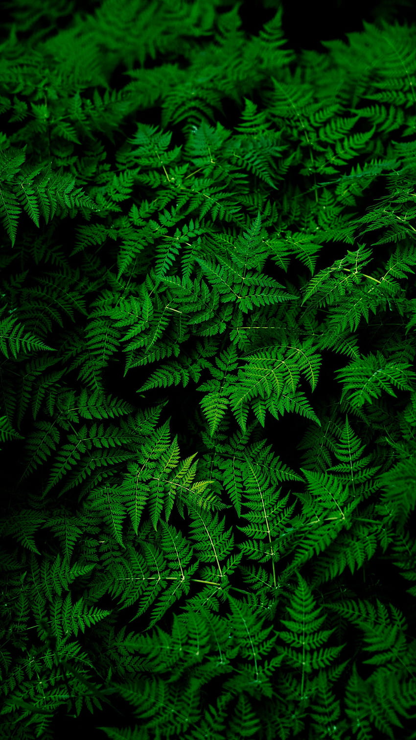 葉 植物 人造人間、緑の葉 HD電話の壁紙