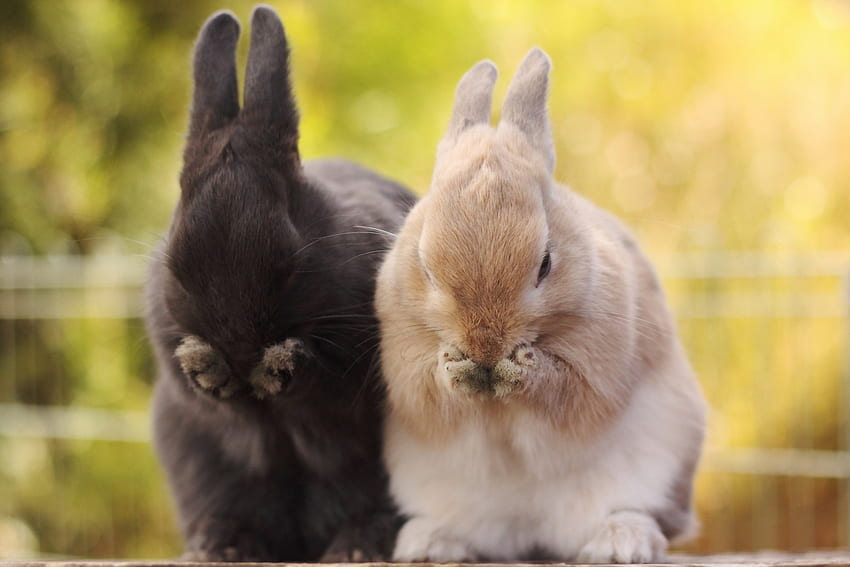 Animals, Rabbits, Fluffy, Muzzle, Paws HD wallpaper