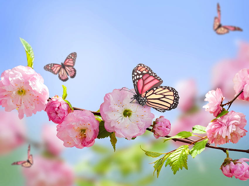 Spring, pink flowers, butterflies, blue sky , , Roses and Butterflies HD wallpaper