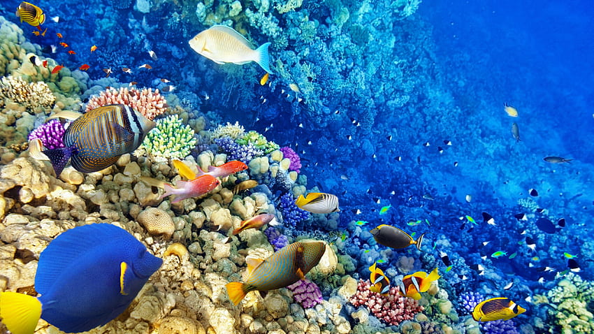 Coral Reef, Tropical Coral Reef HD wallpaper