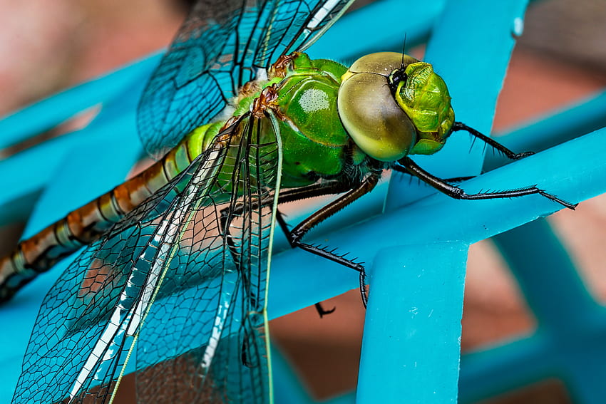 Macro, Close-Up, Insect, Wings, Dragonfly HD wallpaper