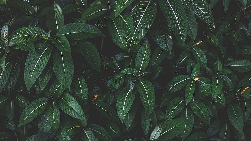 plant, leaves, green, striped, bush . Mocah, Leaf HD wallpaper