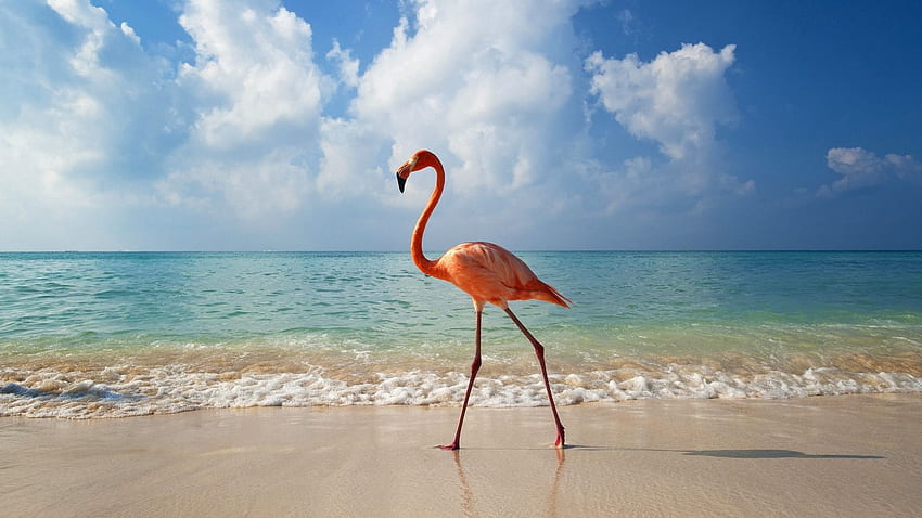 Hewan, Laut, Flamingo, Pantai, Bank, Burung Wallpaper HD