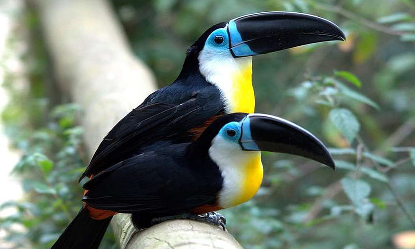 Ariel Toucan Type Living In Guyana Country In South America For Laptop And Tablet HD wallpaper