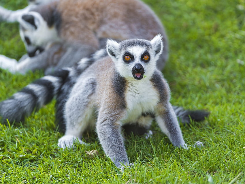 Tiere, Gras, Lemur, Schrei, Schrei, Überraschung, Erstaunen HD-Hintergrundbild