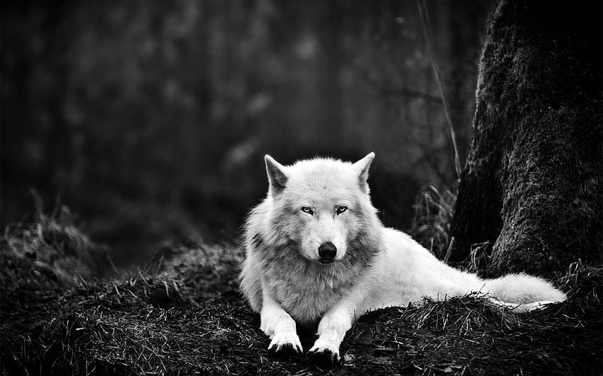 Ghost the Dire Wolf - Game of Thrones HD wallpaper