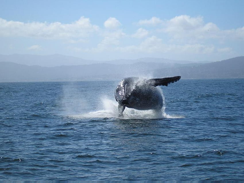 Baleia jubarte, baleia, bezerro, céu, oceano papel de parede HD