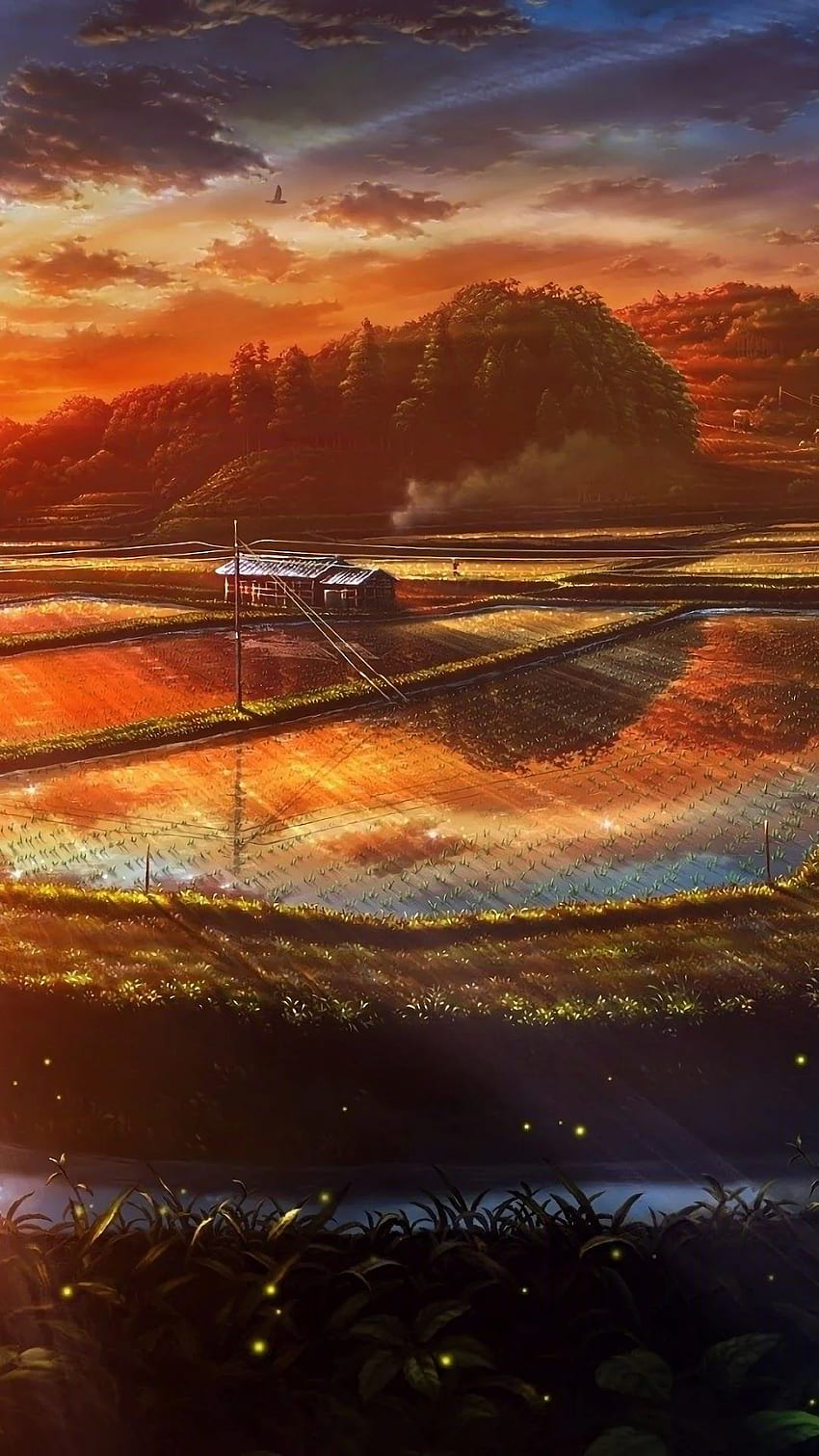 Sunset, Paddy Field, Nature, Scenery, Landscape, Anime phone , , Background, and . Mocah HD phone wallpaper