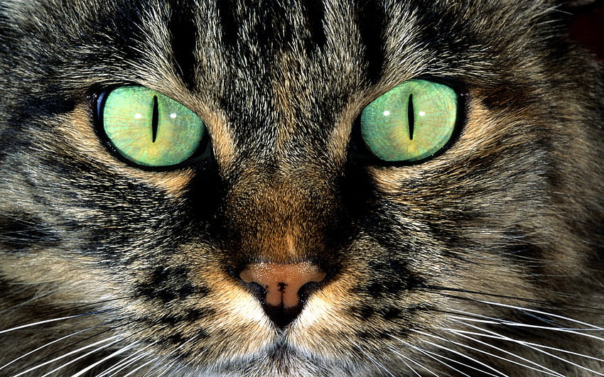 cat eyes, animal, fur, graphy, green, eyes, cat, beauty HD wallpaper