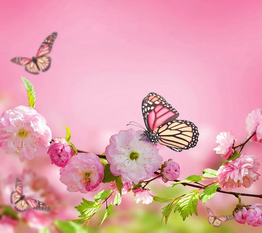 Spring Blossom, mariposas, rosa, naturaleza macro, flores fondo de pantalla