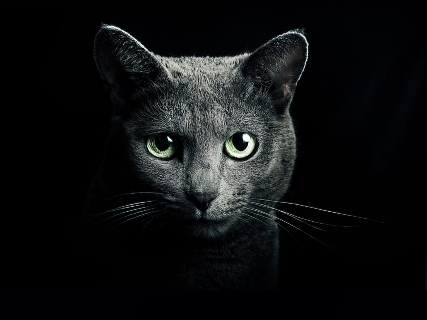 Cat, Dark, Eyes, Grey, Sight, Opinion, Black Background, Breed, Russian HD wallpaper