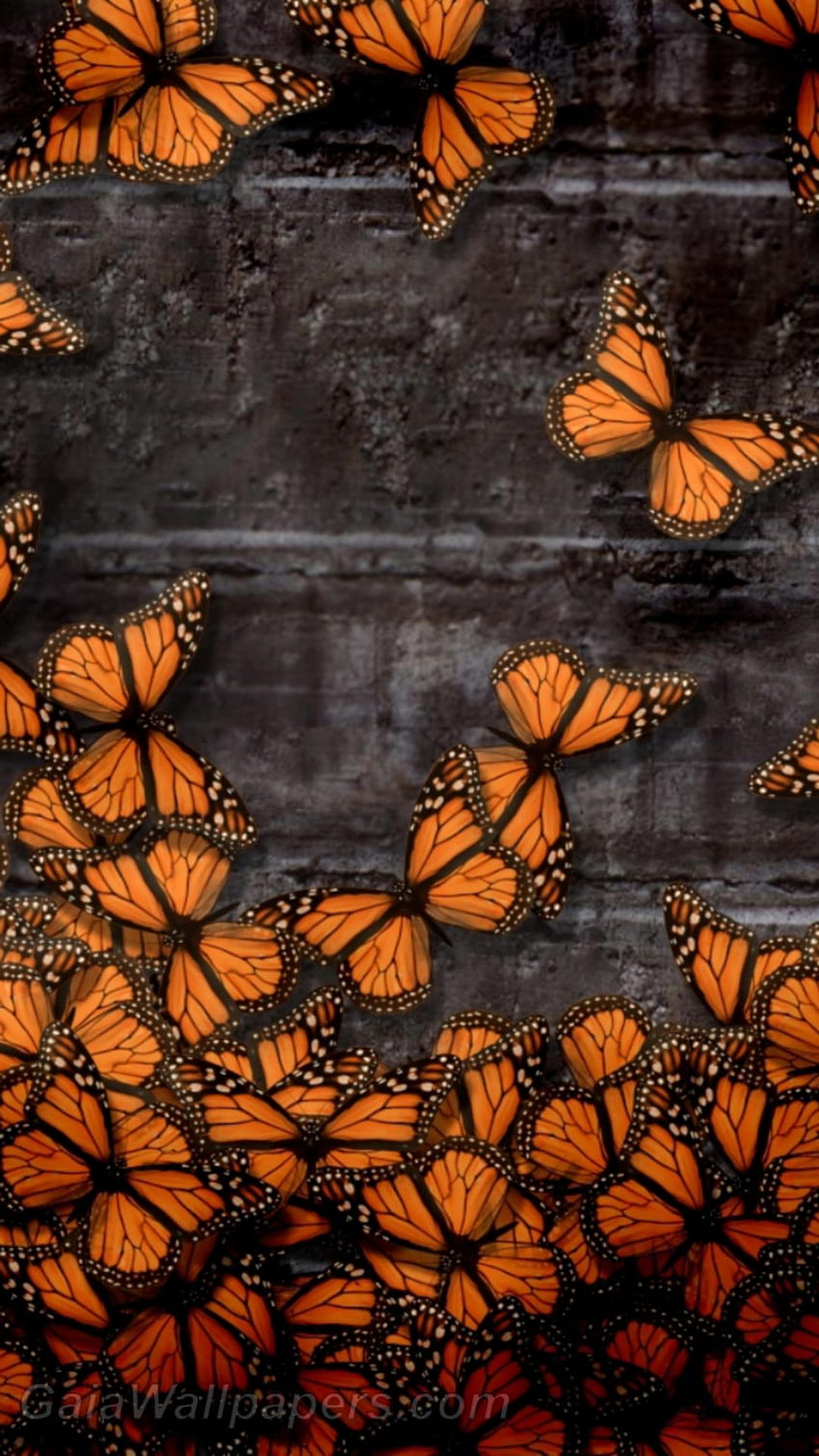 orange butterfly background images