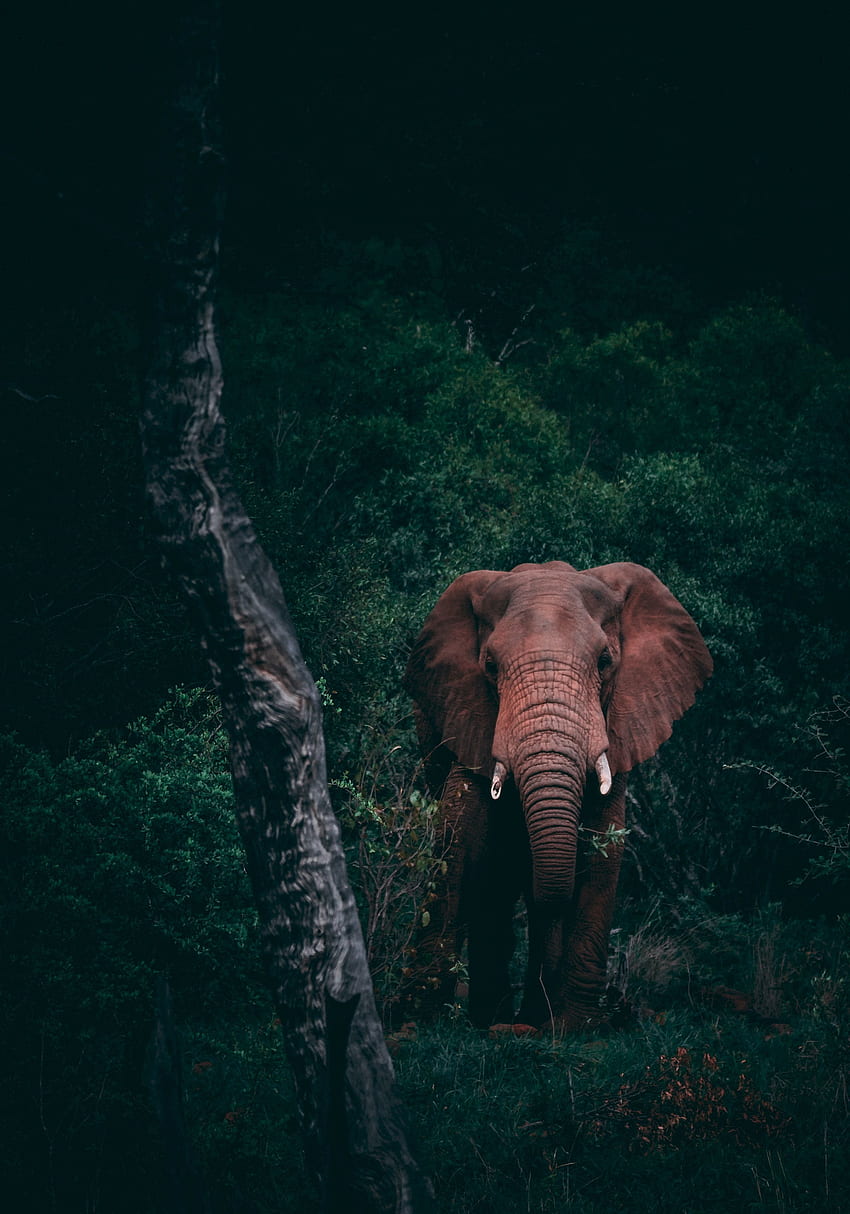 Tiere, Dunkel, Wald, Wildtiere, Elefant HD-Handy-Hintergrundbild