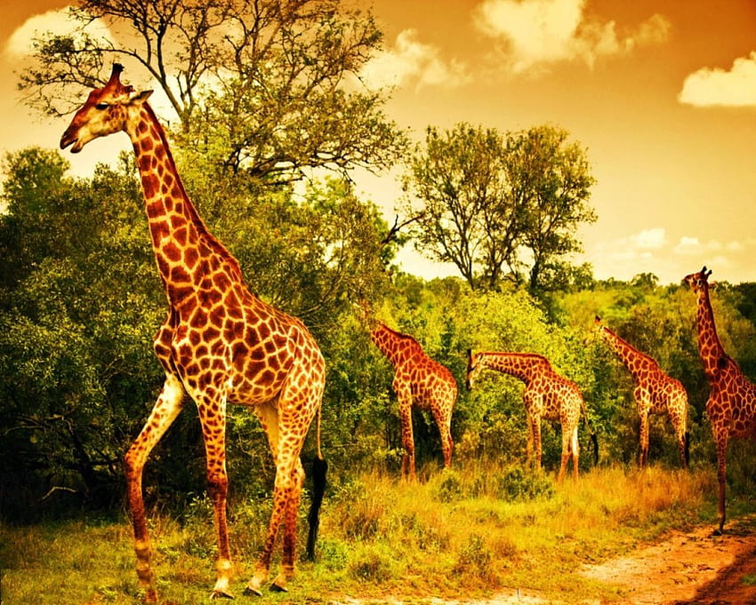 żyrafa, uroczy, zwierzę, przyroda Tapeta HD