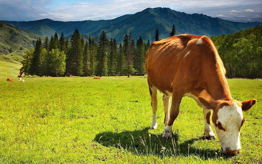 Rinder, Vieh HD-Hintergrundbild