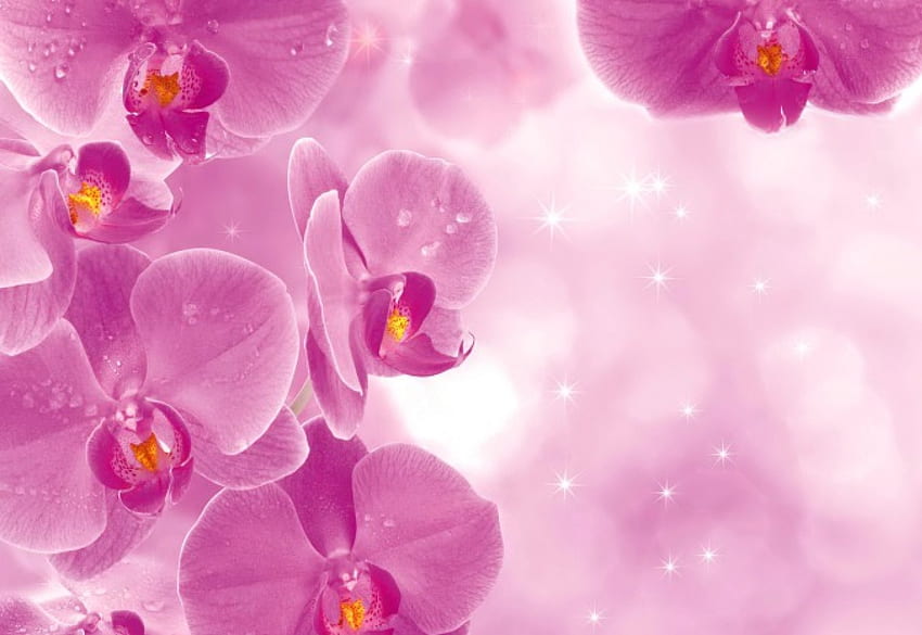 Pretty pink orchids, exotic, beautiful, background, pink, delicate, pretty, flowers, lovely, harmony, orchids HD wallpaper