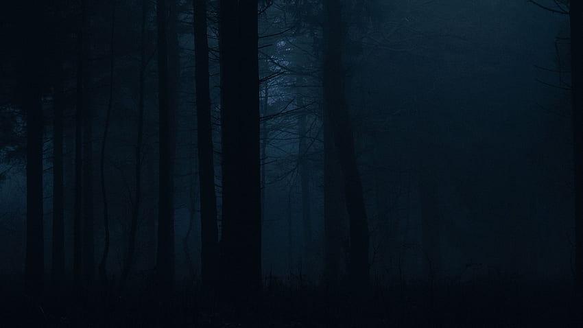 forest, fog, dark, trees, gloom u 16:9 background HD wallpaper