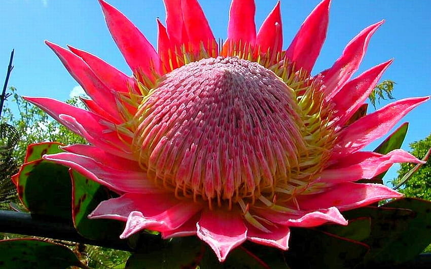 Flor rosa del cactus fondo de pantalla | Pxfuel