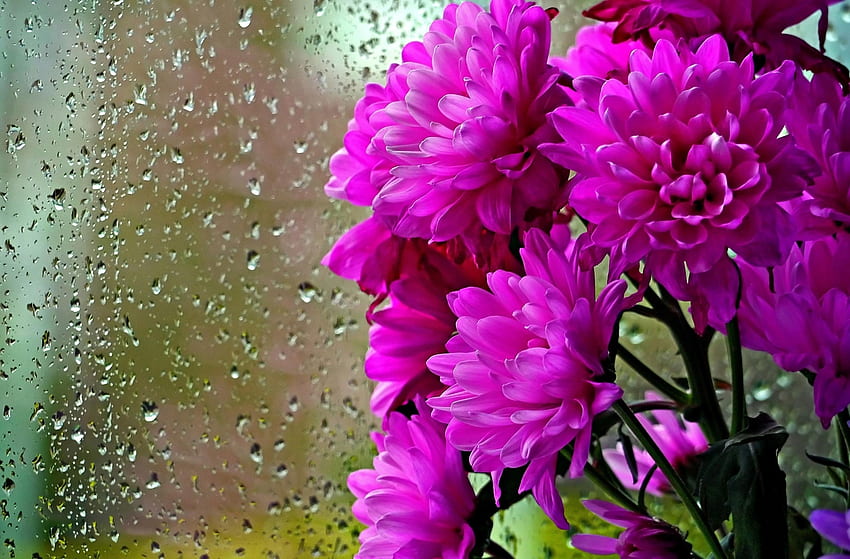 Flowers, Rain, Chrysanthemum, Drops, Bouquet, Glass HD wallpaper