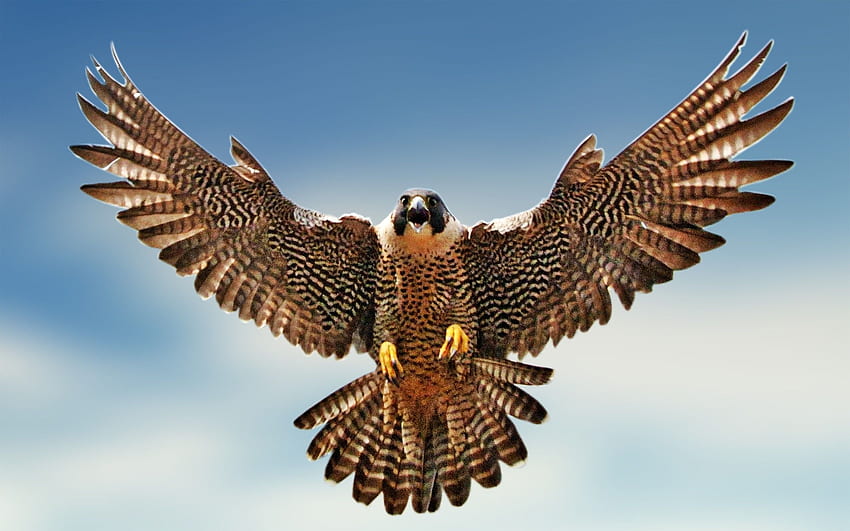 Il falco dell'uccello vola in alto. Animali selvatici. Uccello falco, il falco Sfondo HD