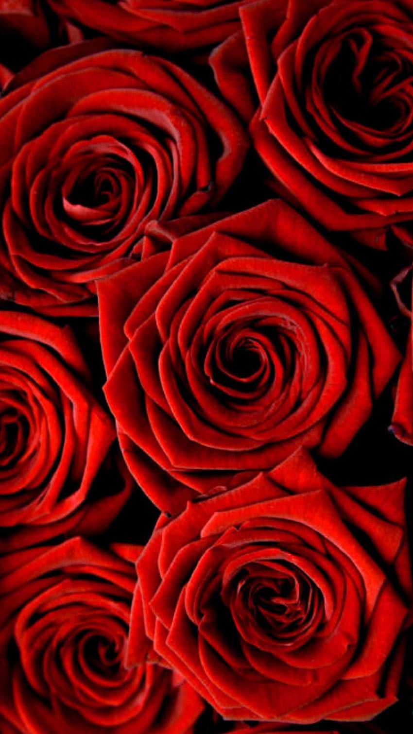 Rose Flowers Wallpapers HD  Wallpaper Cave