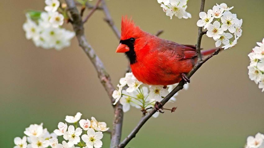 birds, Blossoms, Cardinal, White, Flowers, Northern, Cardinal / and Mobile Background HD wallpaper