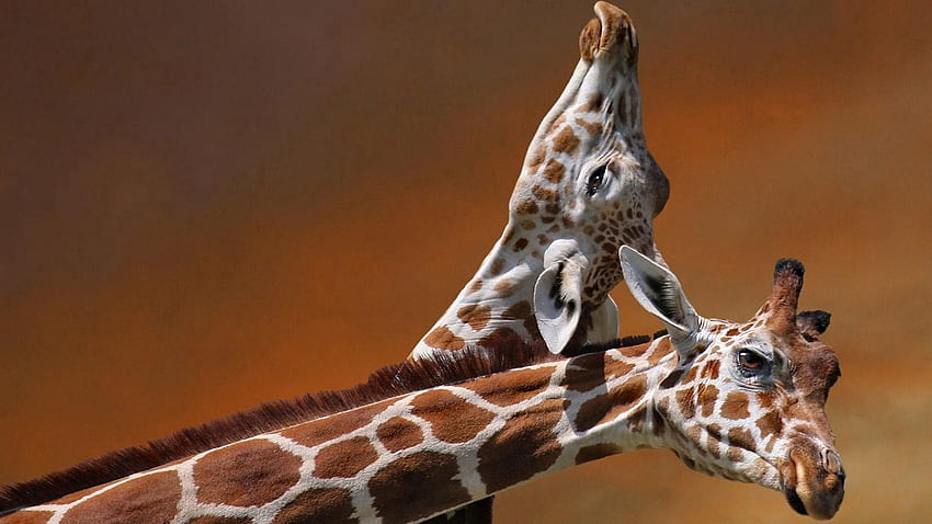 Animais, Girafas, Casal, Par, Manchado, Manchado, Cabeça, Cuidado papel de parede HD