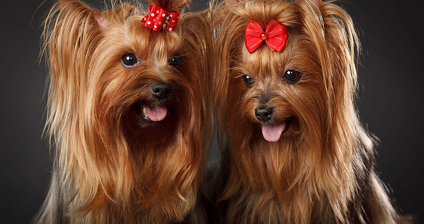 Yorkshire Terriers, cachorro, animal, fofo, cachorro, vermelho, casal, yorkshire terrier, arco, Caine papel de parede HD