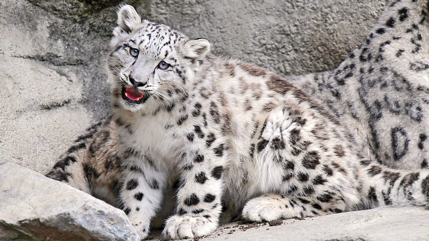 Животни, снежен леопард, муцуна, хищник, голяма котка HD тапет