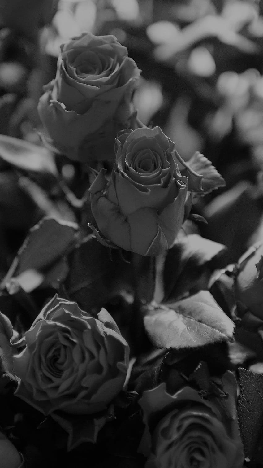 iPhone7 . rose flower gift red nature dark bw, Gray Flower HD phone wallpaper