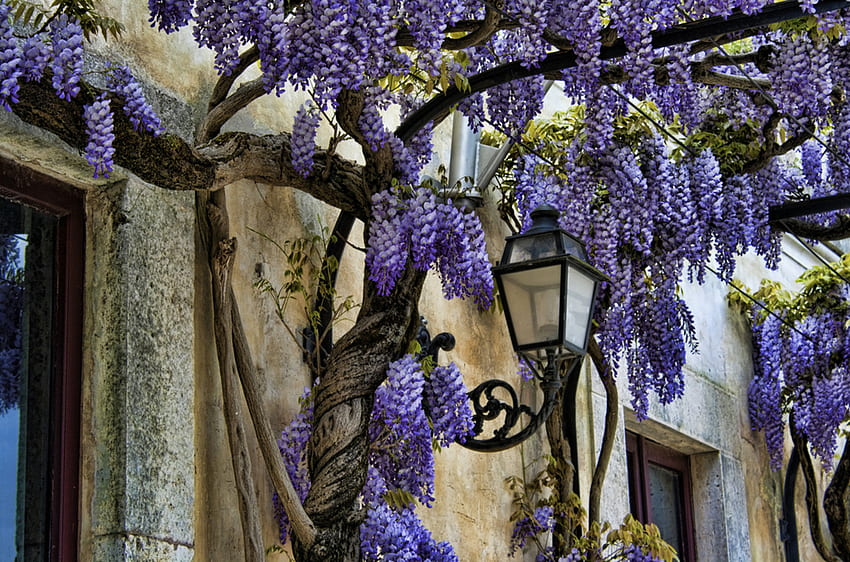 Flowers, architecture, graphy, window, house, beautiful, nice, purple, old, pretty, flower, cool, lantern, lovely HD wallpaper