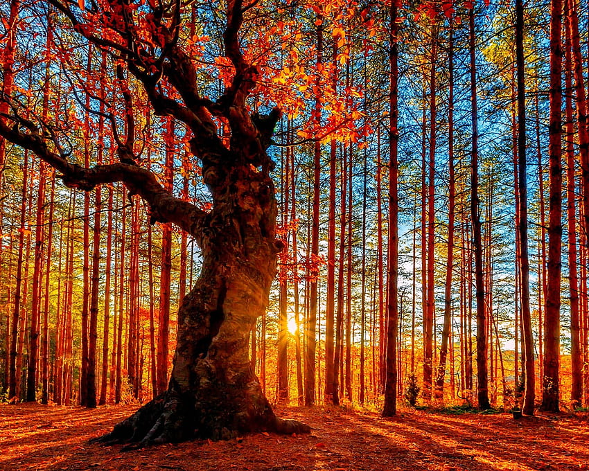 Autumn Sunset , Country Autumn Sunset HD wallpaper | Pxfuel