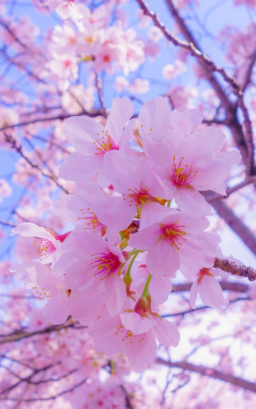 ซากุระ ดอกไม้ บาน ฤดูใบไม้ผลิ Bunga วอลล์เปเปอร์โทรศัพท์ HD