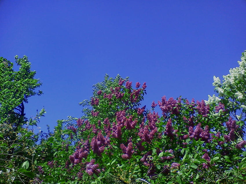 Purple beautiful blossom, purple beautiful, purple blossom, beautiful blossom, purplebeautiful HD wallpaper